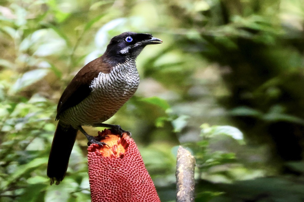 Western Parotia - ML646214370