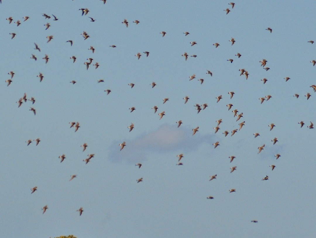 コシジロウズラシギ - ML646214378