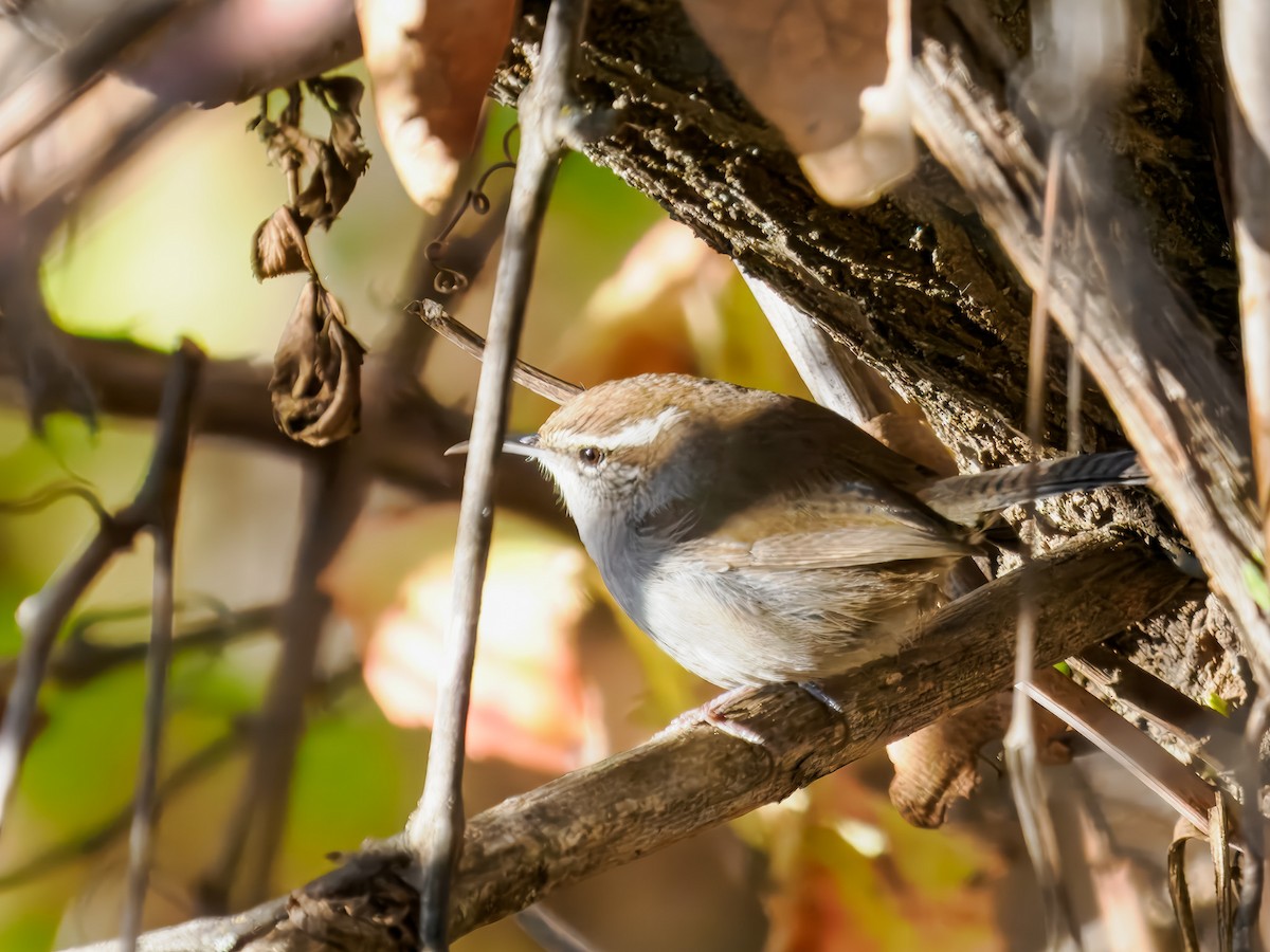 Підбуреник - ML646214382