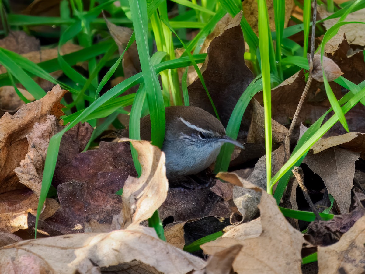 Підбуреник - ML646214383