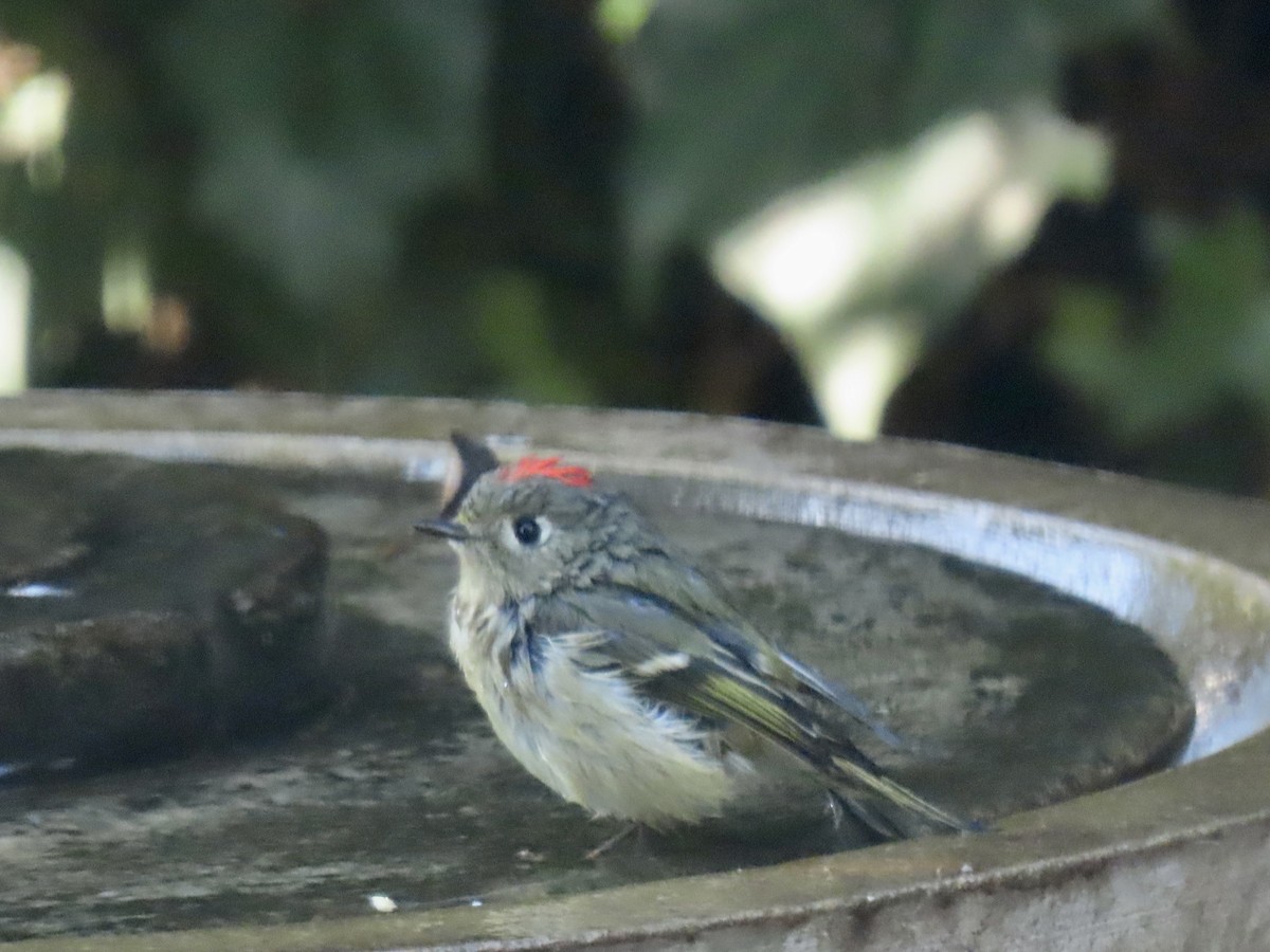 Ruby-crowned Kinglet - ML646214386