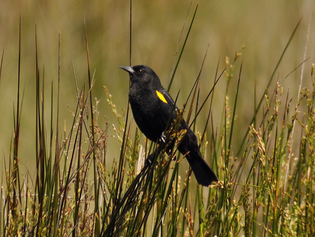 Yellow-winged Blackbird - ML646214390