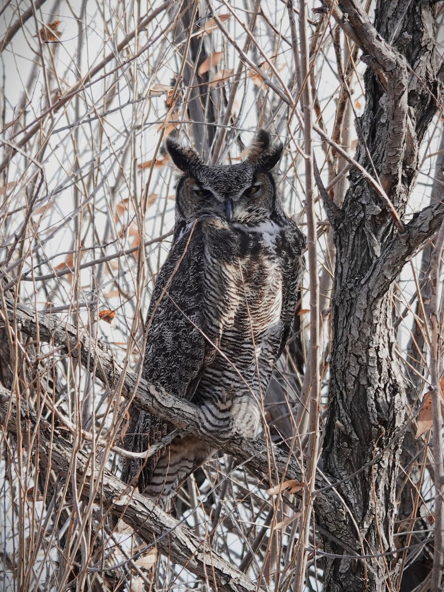 アメリカワシミミズク - ML646214394