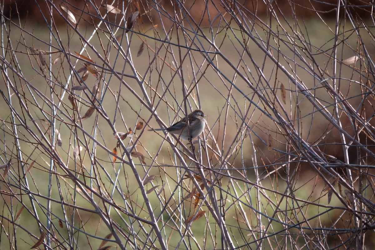 bjørkespurv - ML646214398