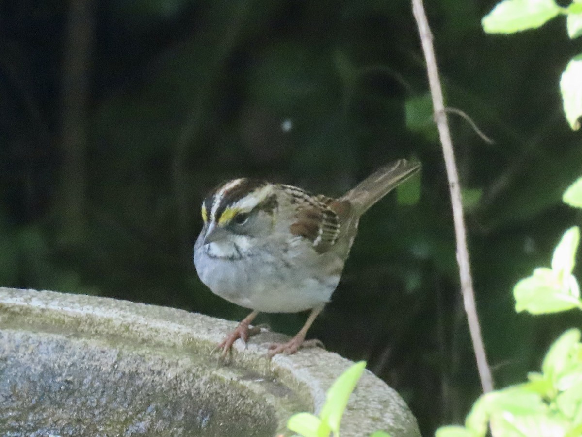 White-throated Sparrow - ML646214402