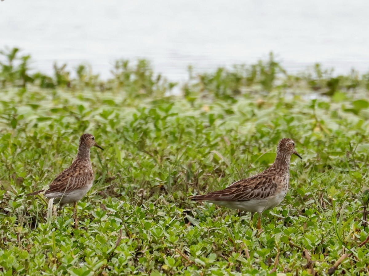 alaskasnipe - ML646214404