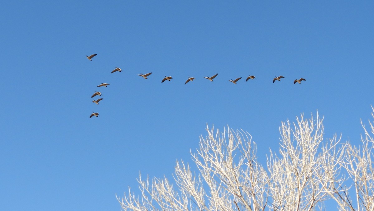 kanadagås - ML646214405