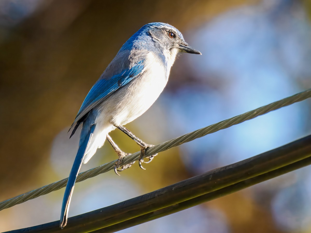 krattskrike - ML646214408