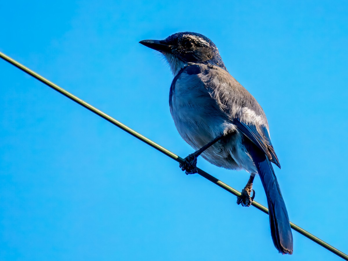 krattskrike - ML646214409