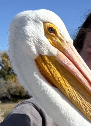 amerikapelikan - ML646214415