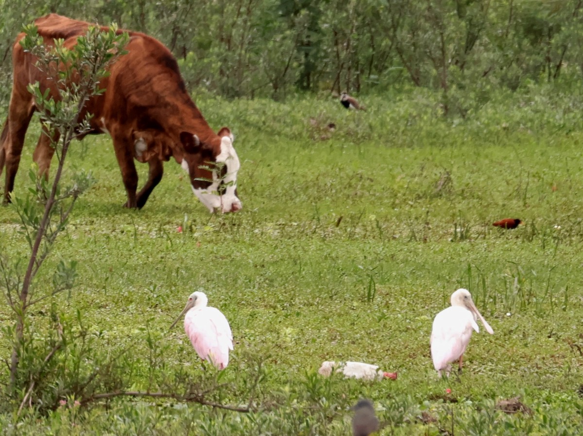 rosenskjestork - ML646214416