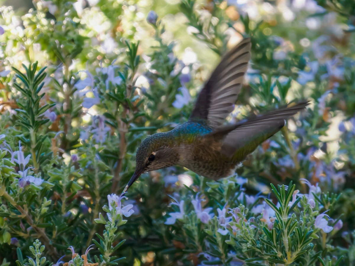 rødmaskekolibri - ML646214417
