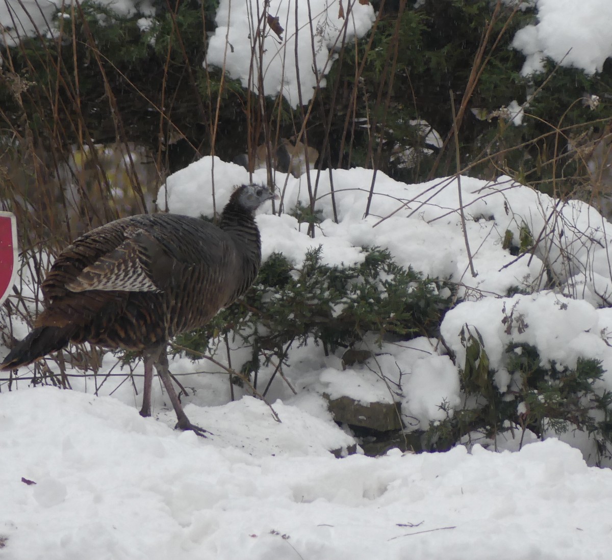 kalkun - ML646214419