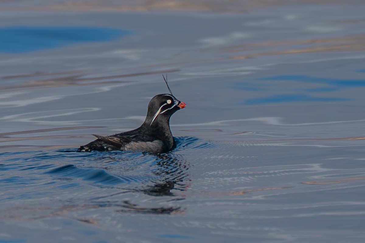 praktdvergalke - ML646214420