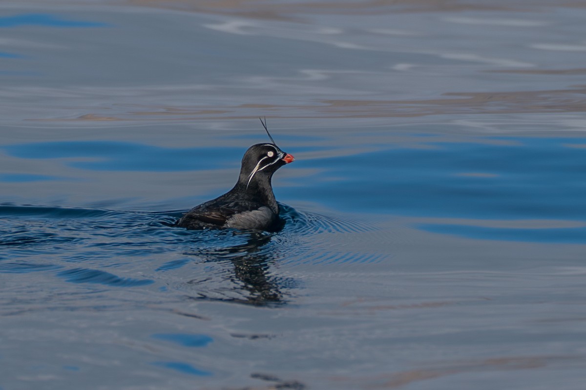 praktdvergalke - ML646214421