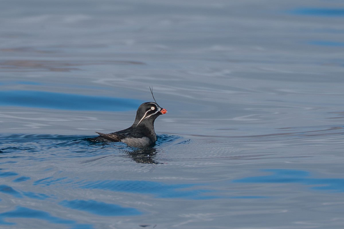 praktdvergalke - ML646214422