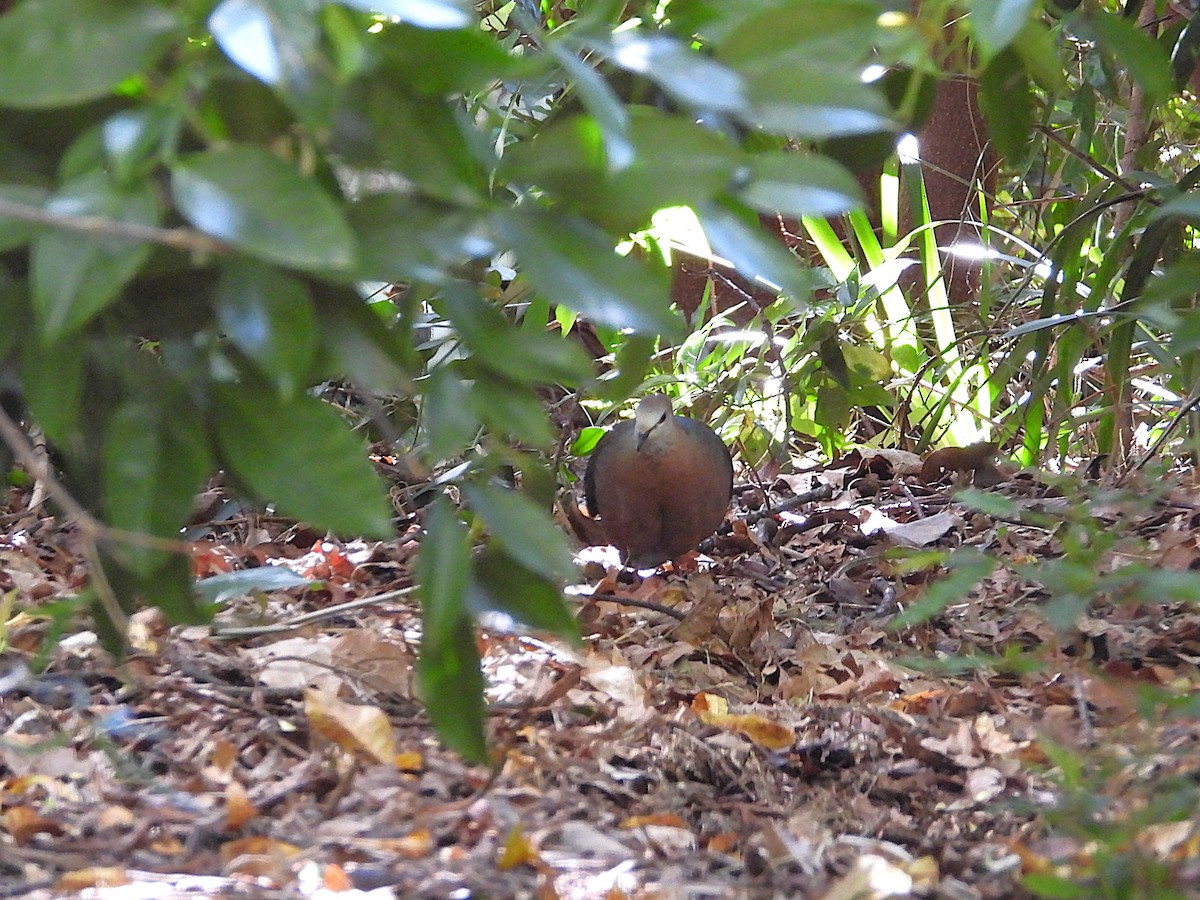 trolldue (larvata/bronzina) - ML646214423