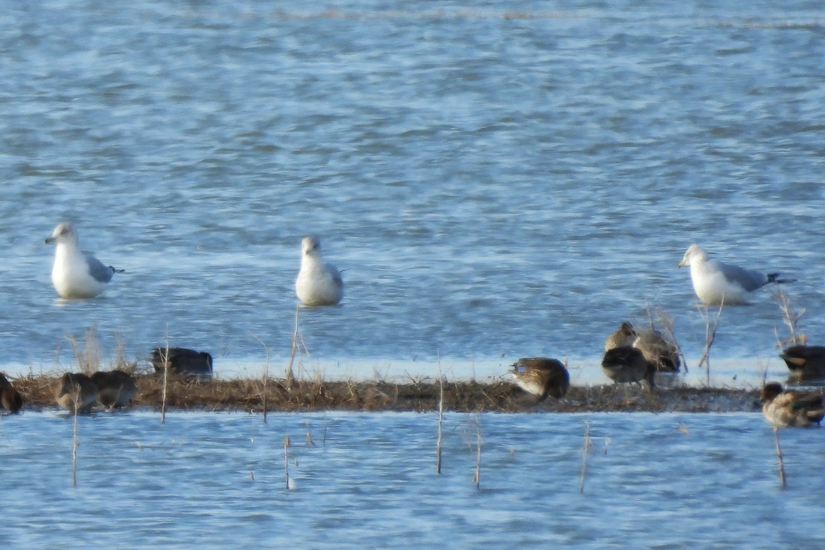 ringnebbmåke - ML646214426