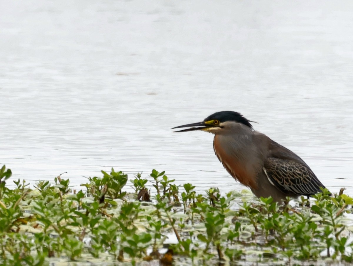 krabbehegre - ML646214427