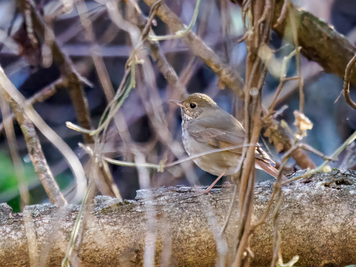 eremittskogtrost - ML646214429