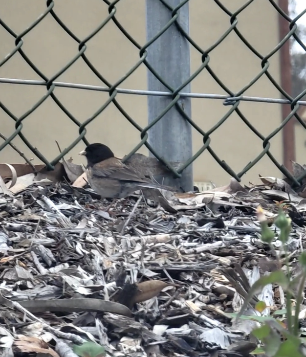 vinterjunko - ML646214430