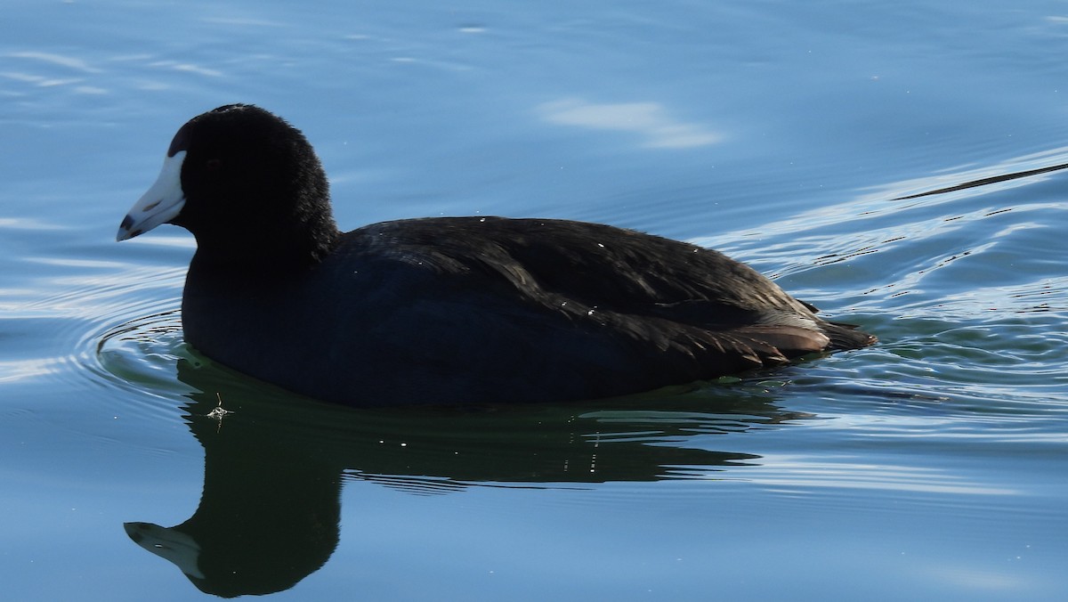 amerikasothøne - ML646214431