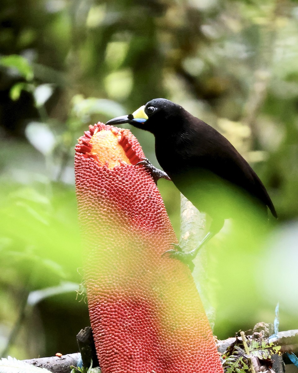 kilestjertparadisfugl - ML646214435