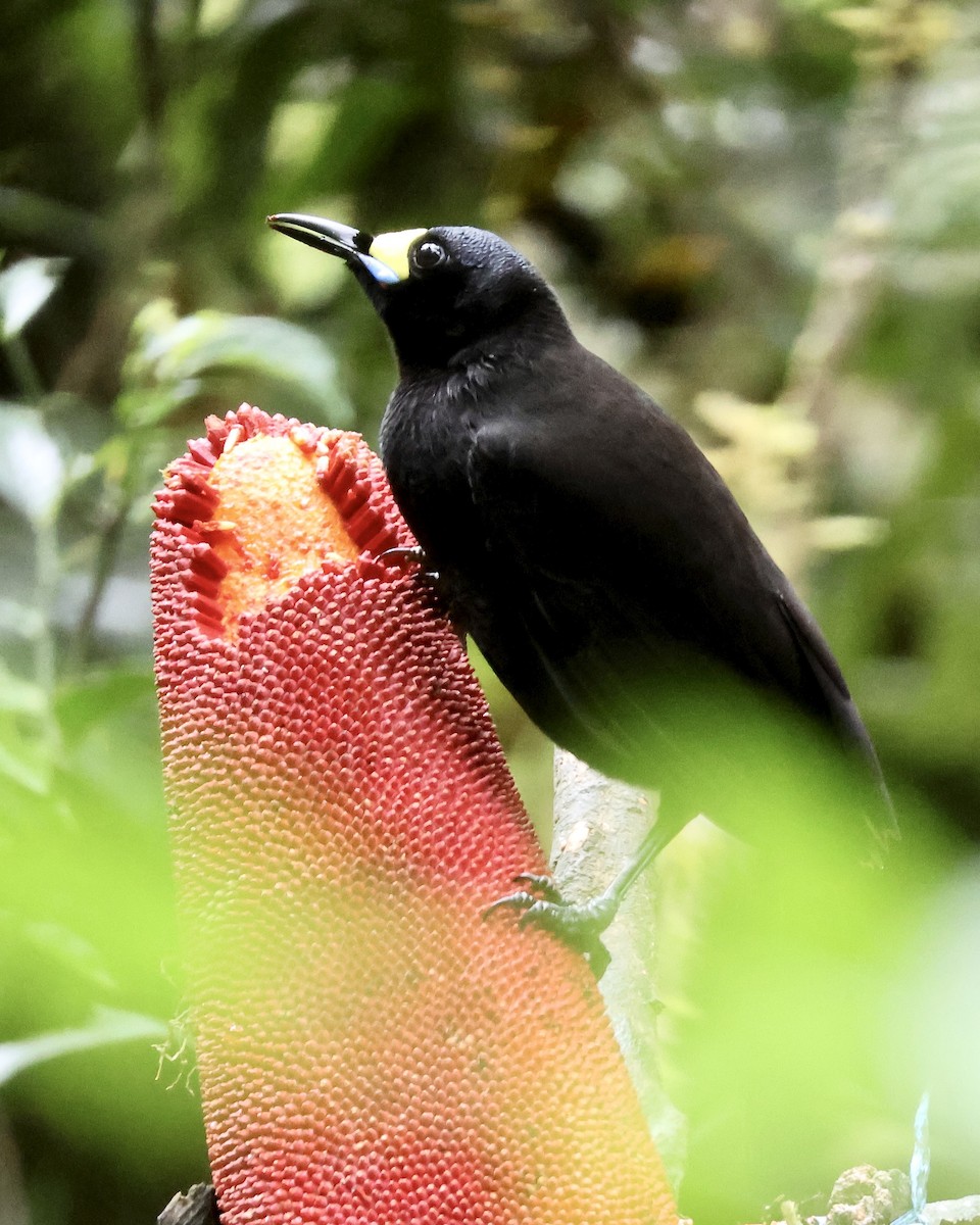 kilestjertparadisfugl - ML646214436