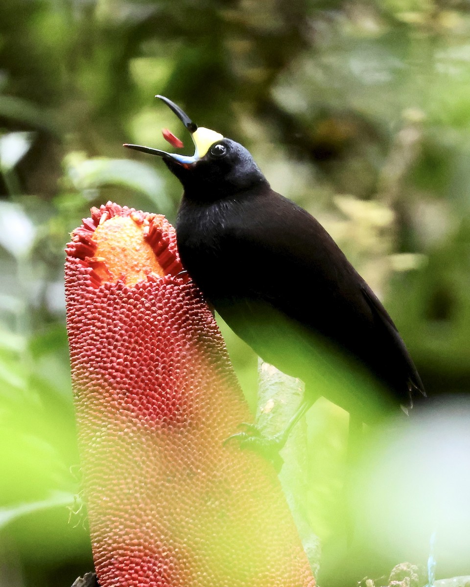 kilestjertparadisfugl - ML646214437