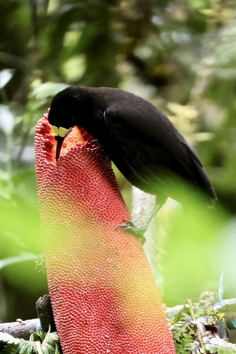 kilestjertparadisfugl - ML646214438