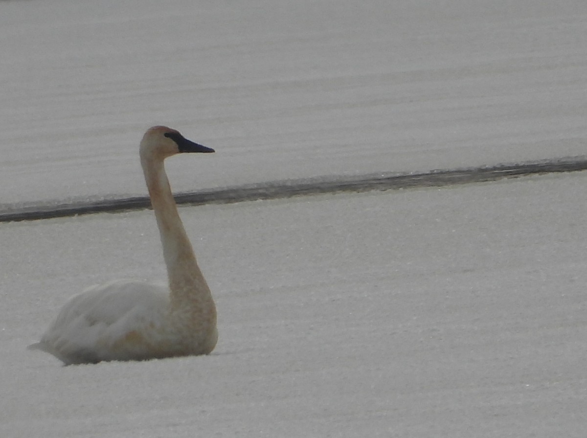 trompetsvane - ML646214440