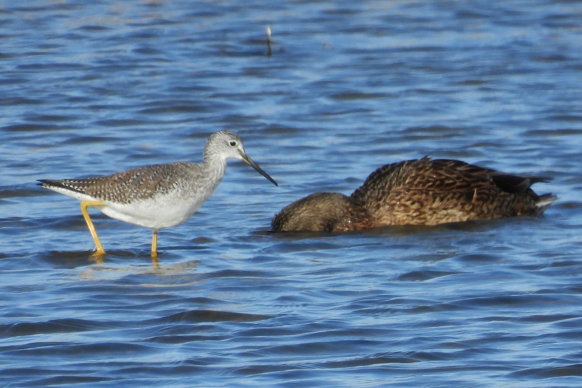 plystresnipe - ML646214441