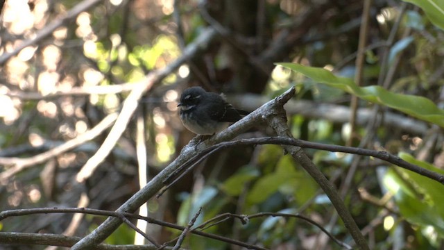 Віялохвістка сиза (підвид alisteri) - ML646214443