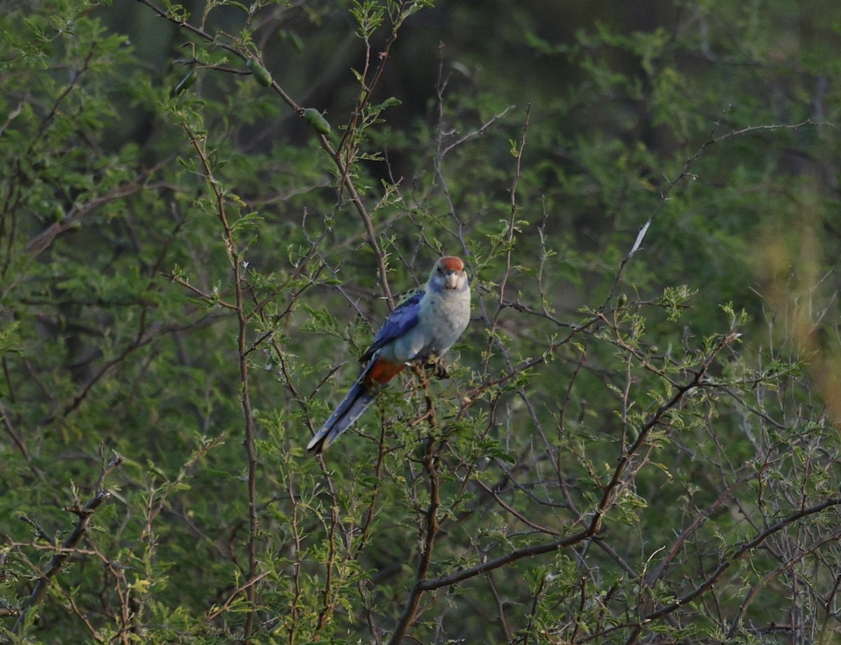 Pale-headed Rosella - ML646214449
