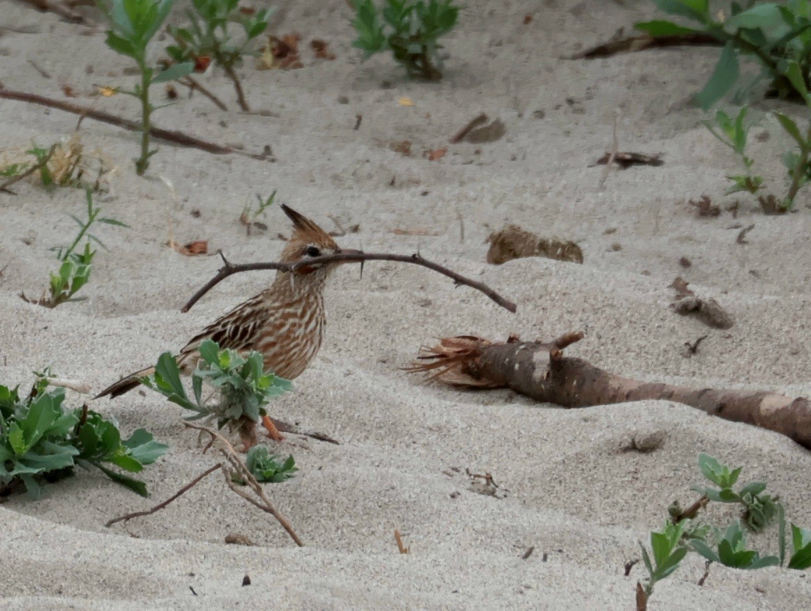 Lark-like Brushrunner - ML646214453