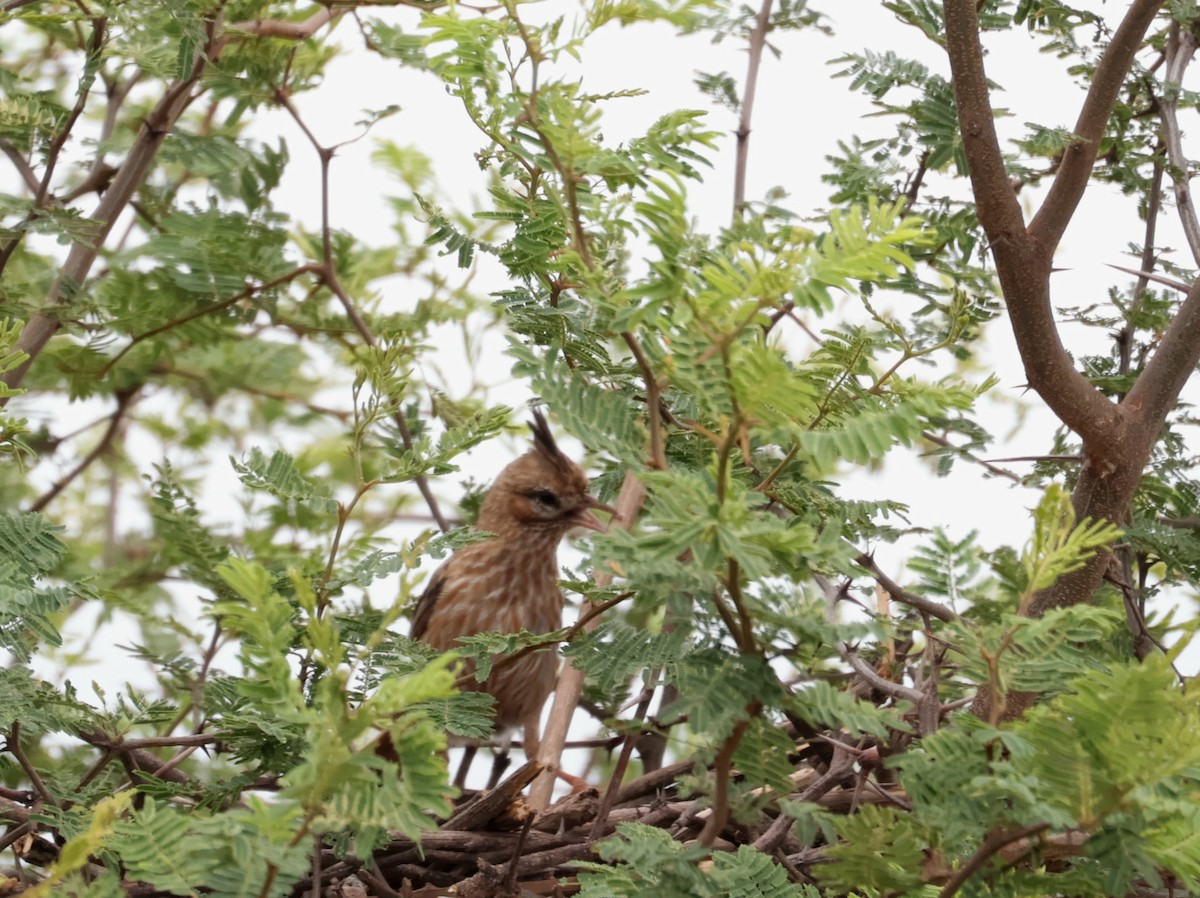 Lark-like Brushrunner - ML646214455