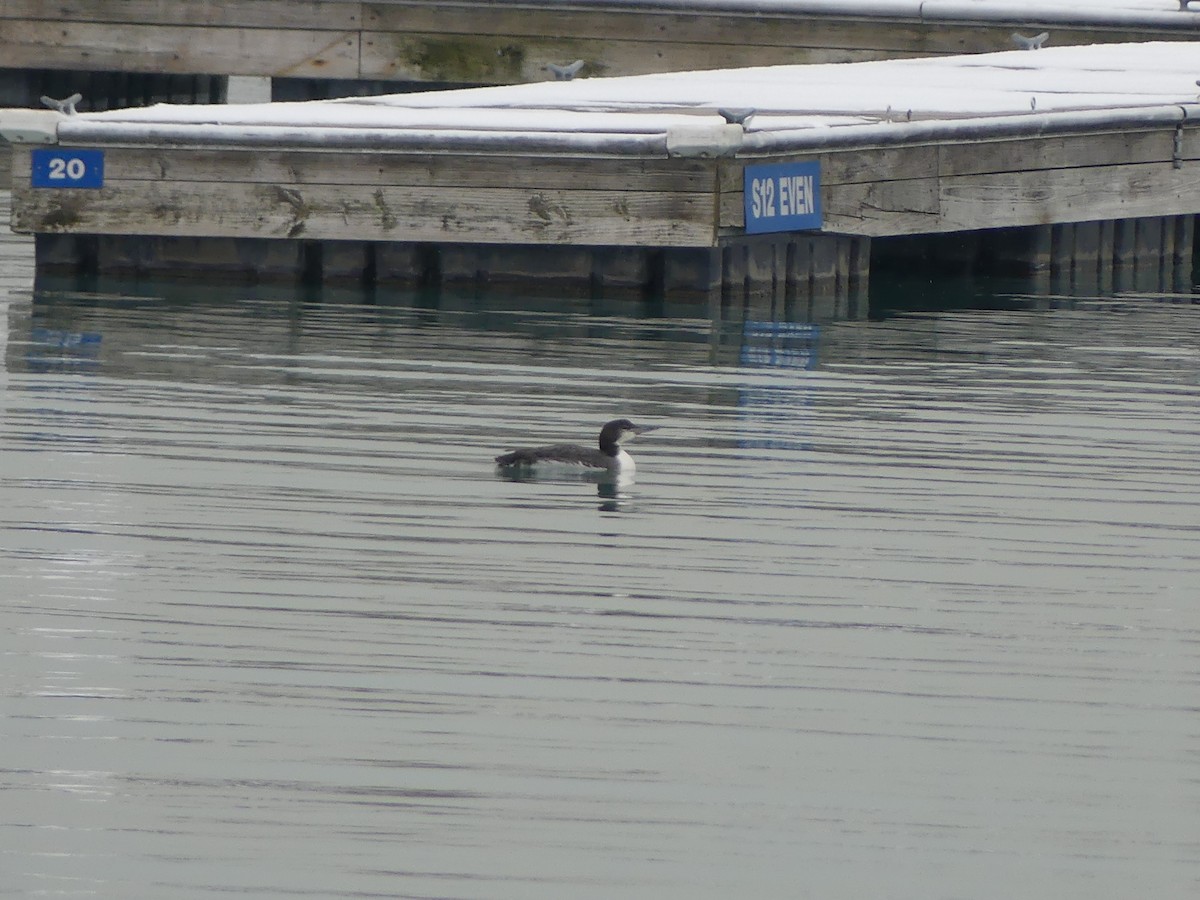 Common Loon - ML646214463