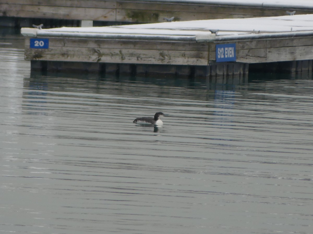 Common Loon - ML646214464