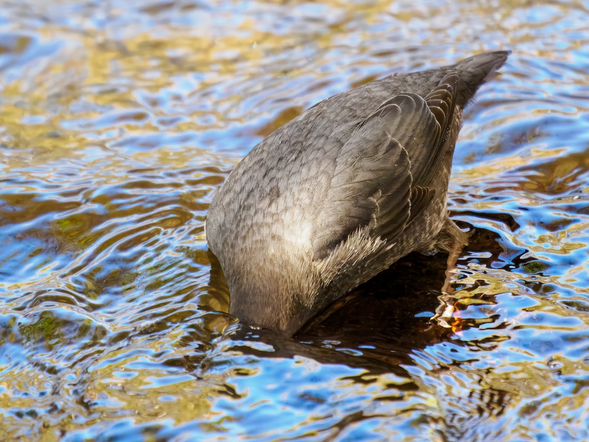 American Dipper - ML646214484