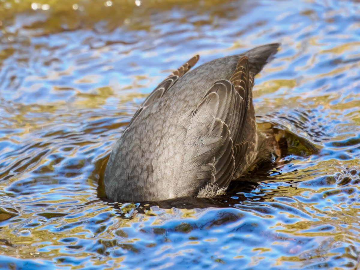 American Dipper - ML646214485