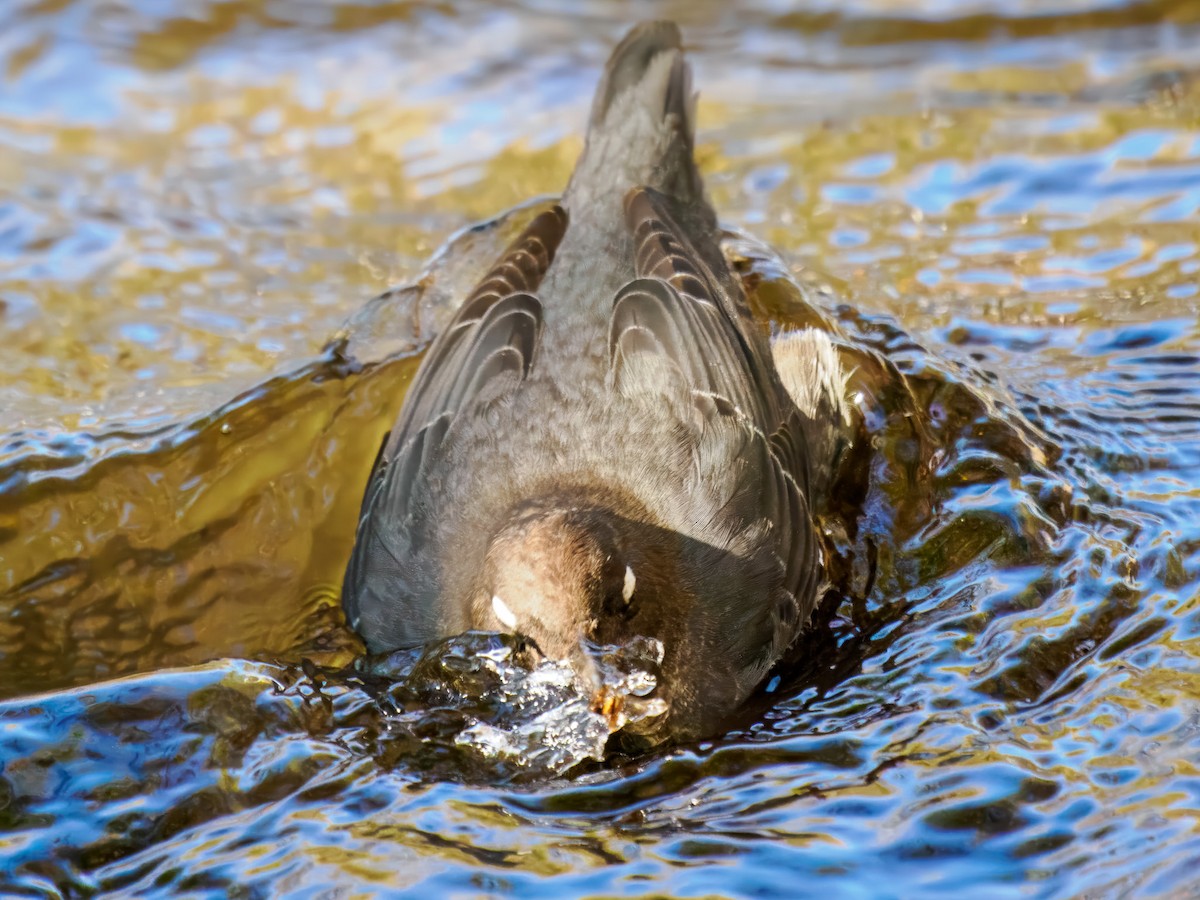 American Dipper - ML646214486