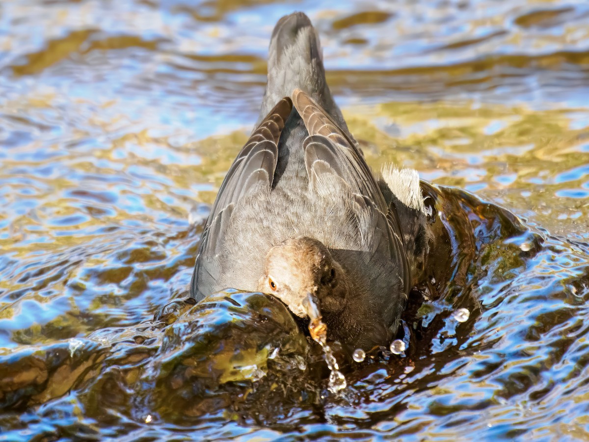 American Dipper - ML646214487