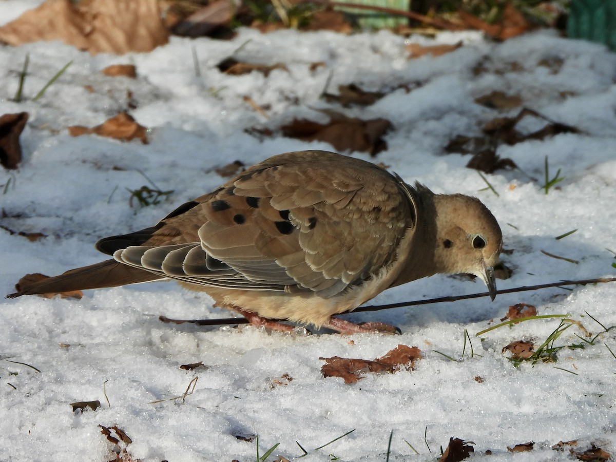 Mourning Dove - ML646214488