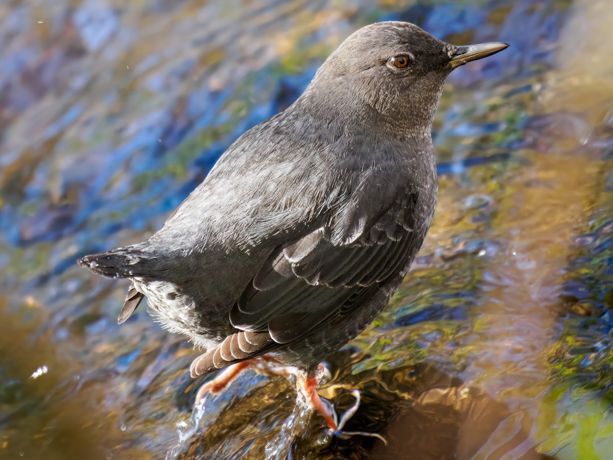 American Dipper - ML646214489