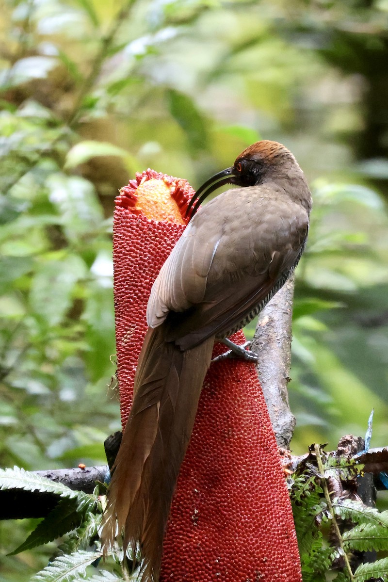 Black Sicklebill - ML646214490