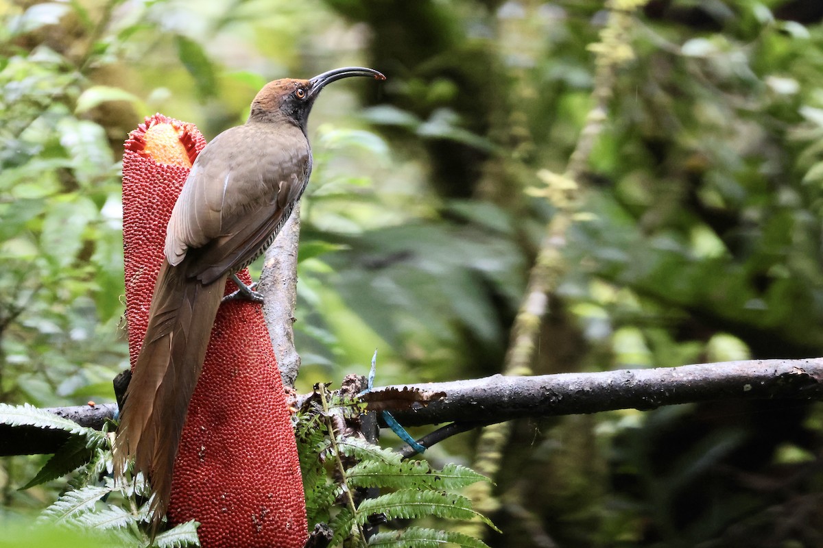 Black Sicklebill - ML646214491
