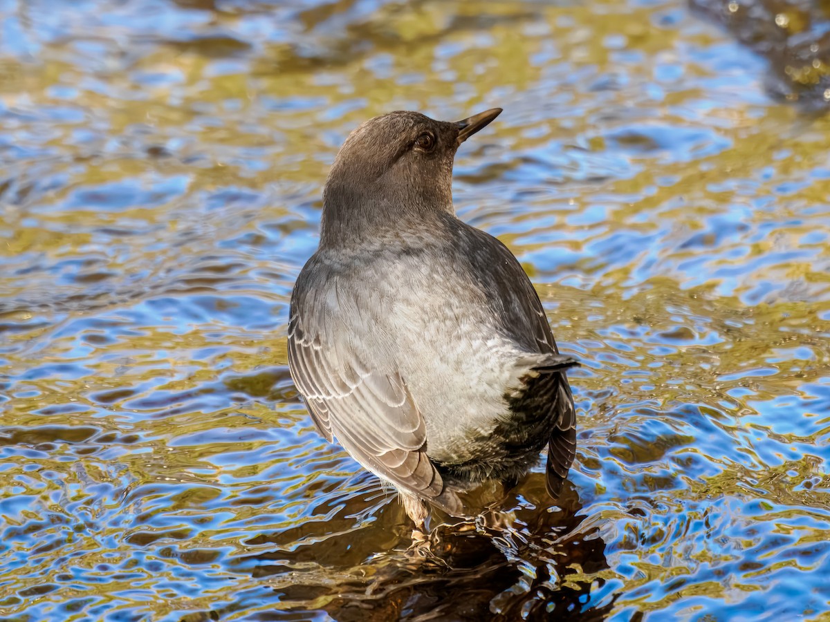 American Dipper - ML646214499