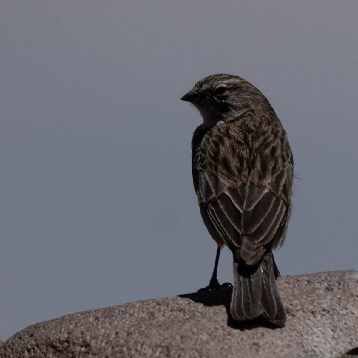 Ash-breasted Sierra Finch - ML646214507