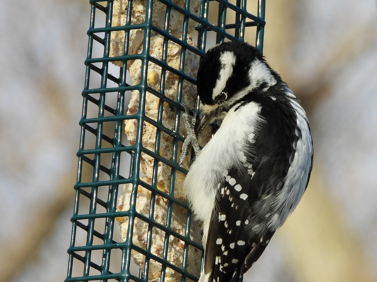 Hairy Woodpecker - ML646214510