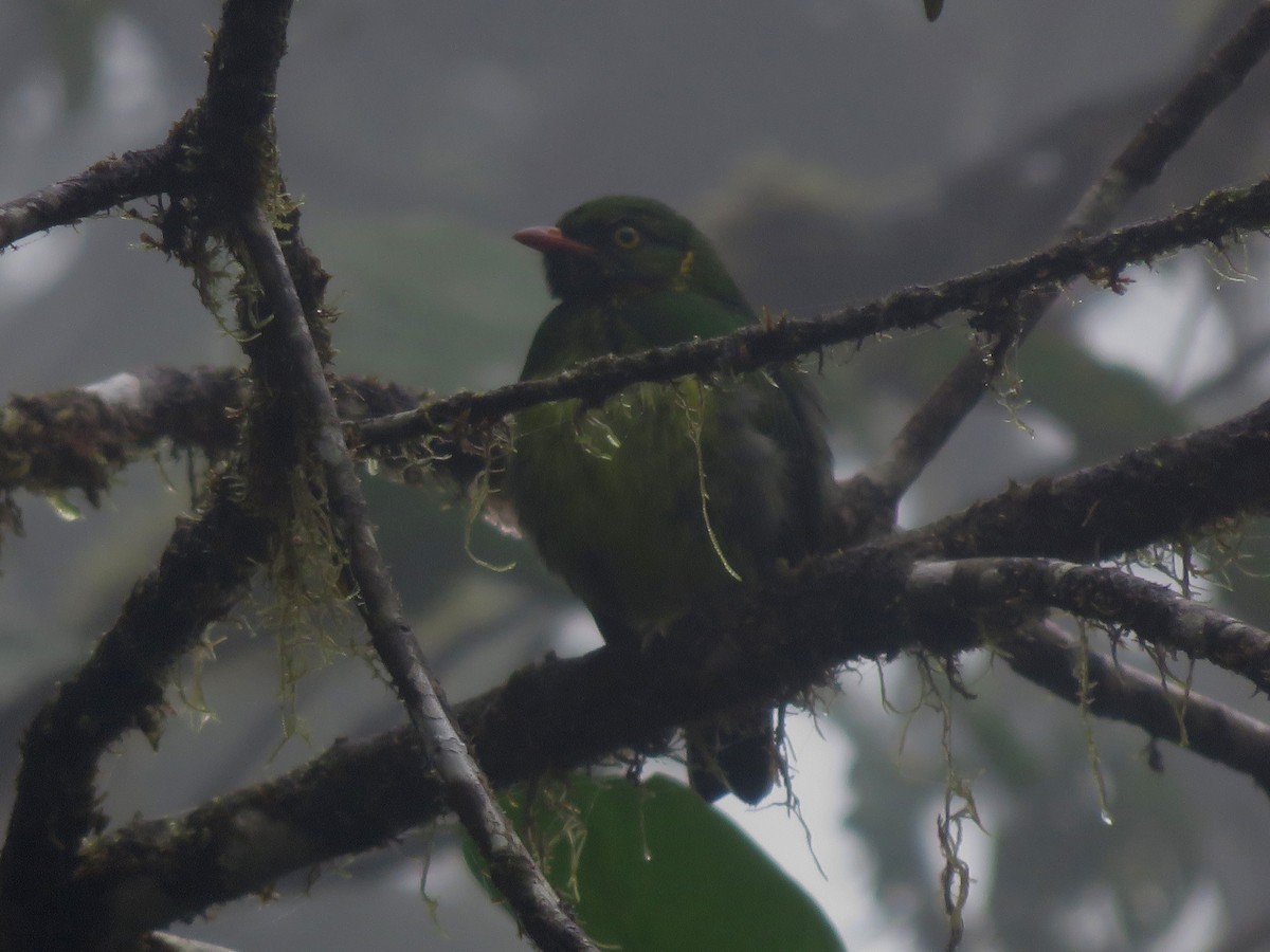 Cotinga jucunda - ML646214511